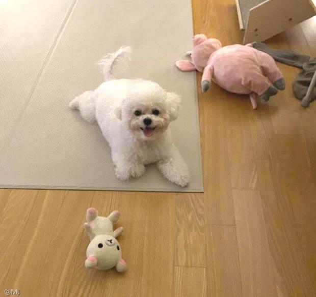 ⓒ노트펫