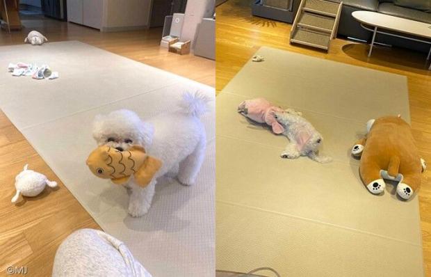 ⓒ노트펫