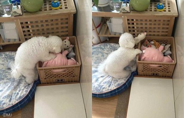 ⓒ노트펫