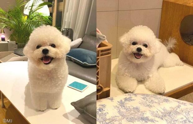 ⓒ노트펫