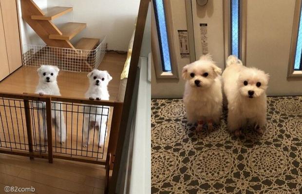 ⓒ노트펫