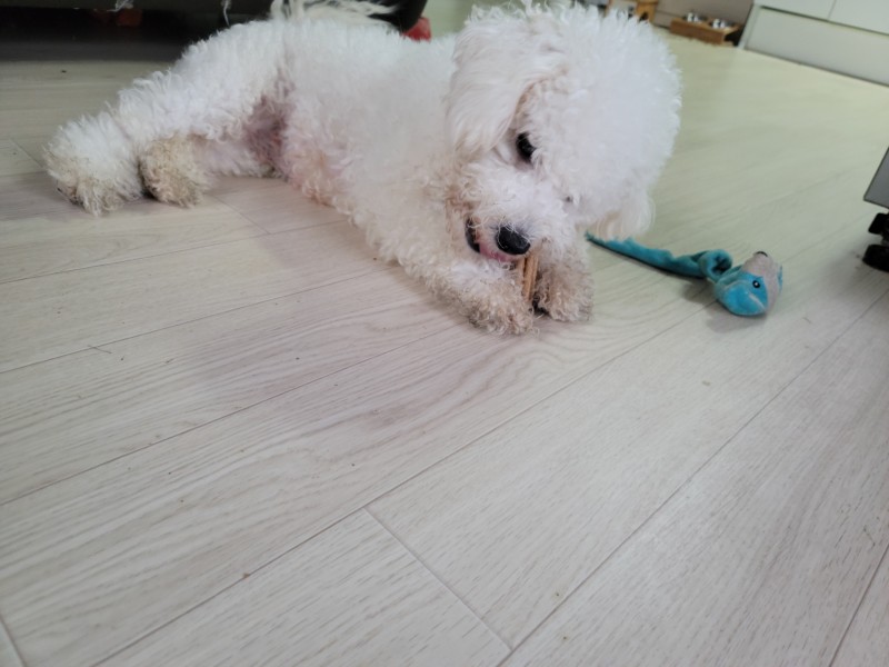 위펫 강아지 덴탈껌