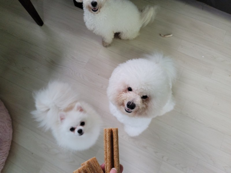 위펫 강아지 덴탈껌