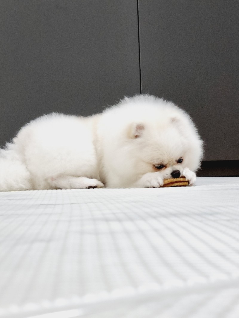 좋은 강아지 덴탈껌