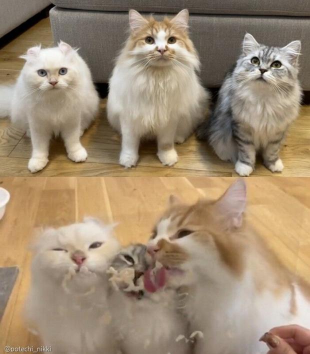 ⓒ노트펫