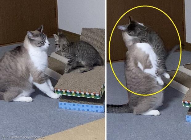 새끼고양이가 고양이 오모치와 마주 보며 싸울 듯 하다가, 오모치의 품에 안겼다.(오른쪽 노란 원) [출처: Twitter/ soramoon22]