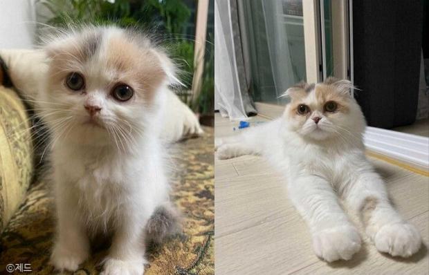 ⓒ노트펫