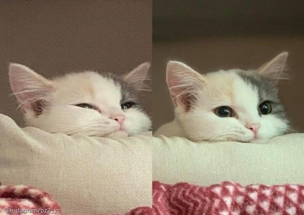 ⓒ노트펫