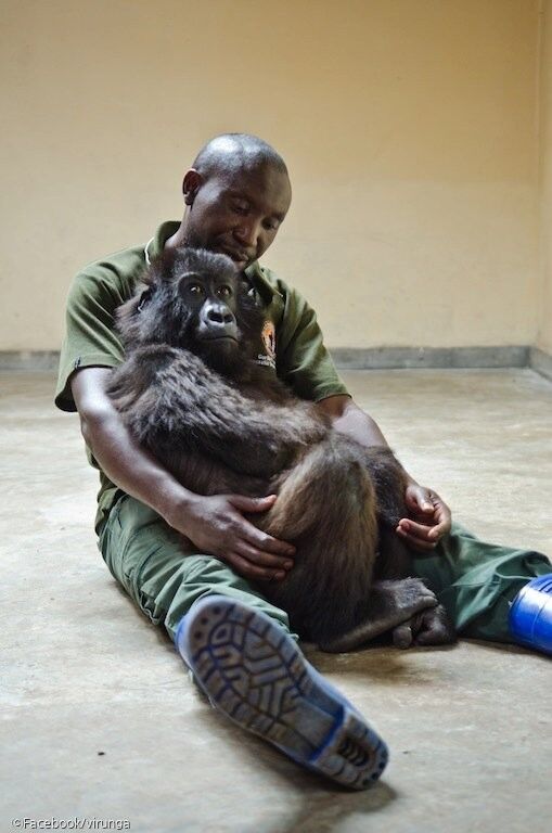 사진=Facebook/virunga(이하)
