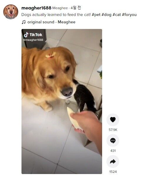 ⓒ노트펫
