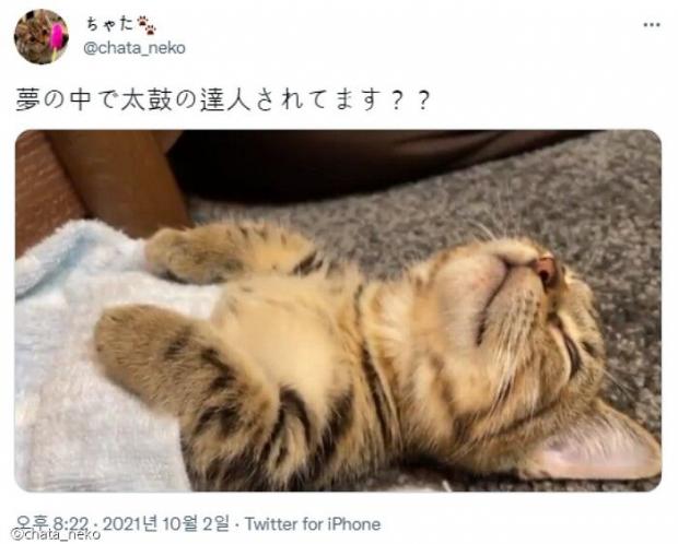 ⓒ노트펫