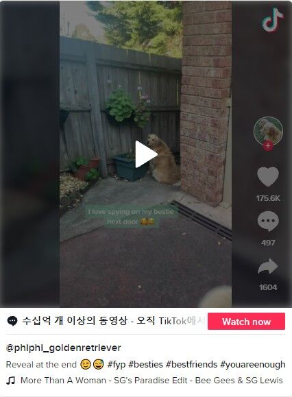ⓒ노트펫