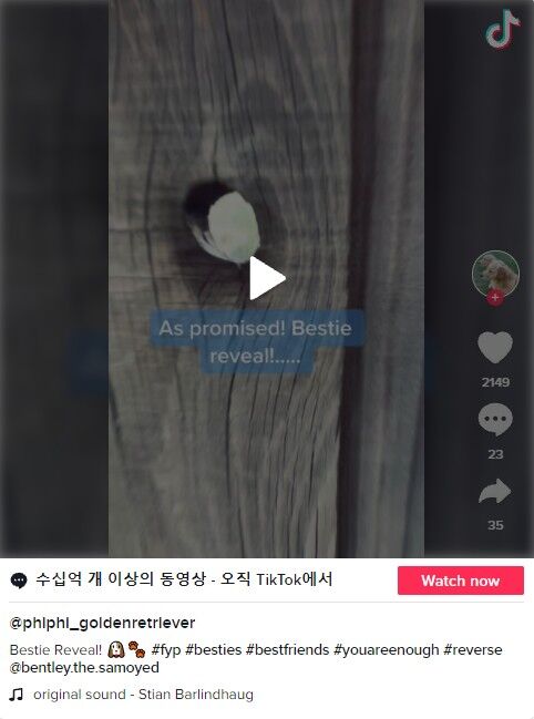 ⓒ노트펫