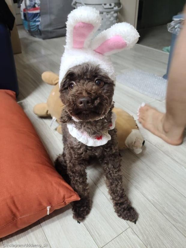 ⓒ노트펫