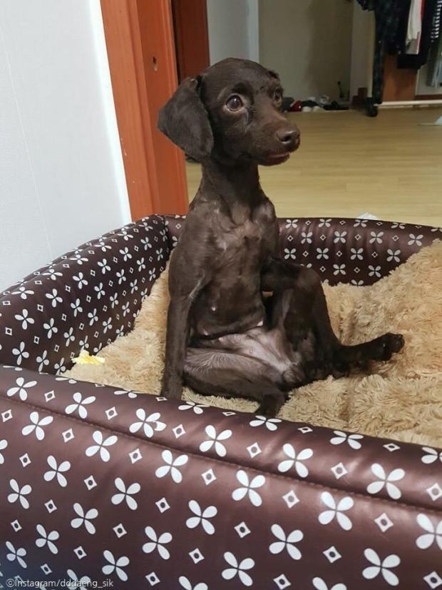 ⓒ노트펫