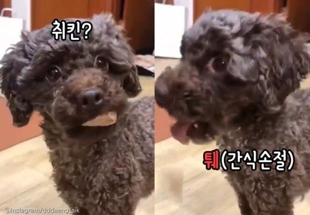 ⓒ노트펫