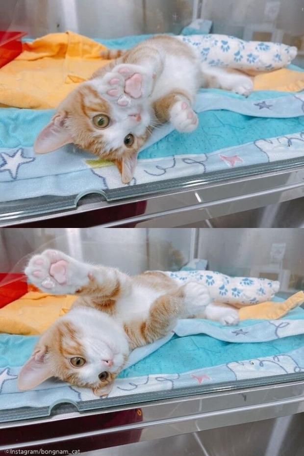 ⓒ노트펫