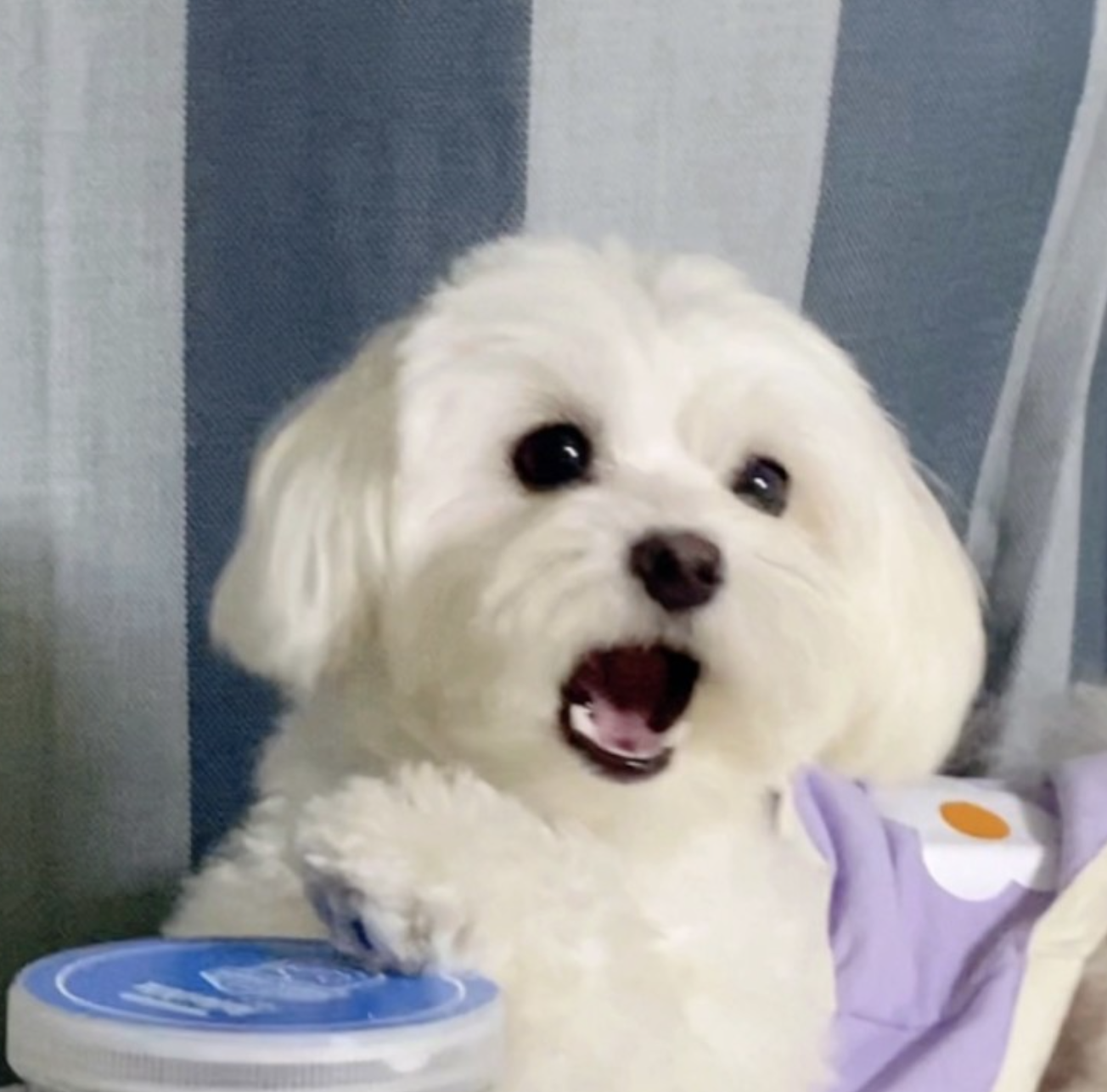 강아지 피부영양제 추천