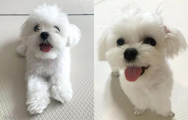 ⓒ노트펫