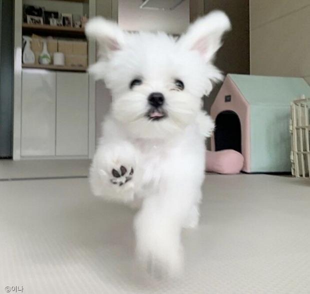 ⓒ노트펫