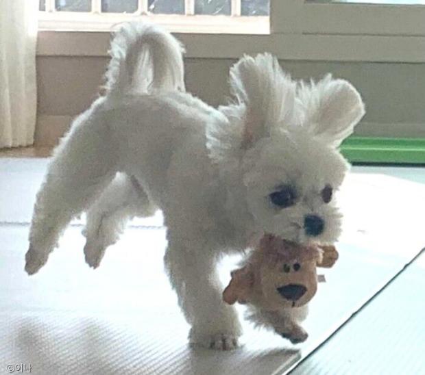 ⓒ노트펫