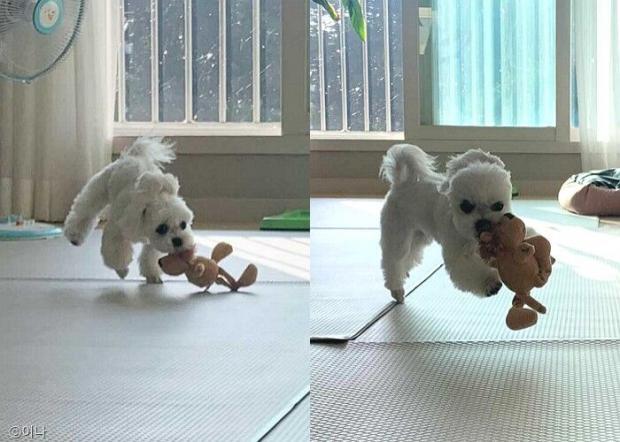 ⓒ노트펫