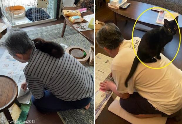 왼쪽 사진이 4월14일 공개한 사진이고, 오른쪽은 9월 26일 사진이다. 한눈에 봐도 루루가 많이 컸다. [출처: Twitter/ turi2018]