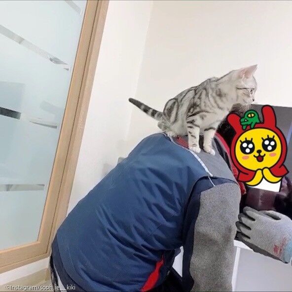 ⓒ노트펫