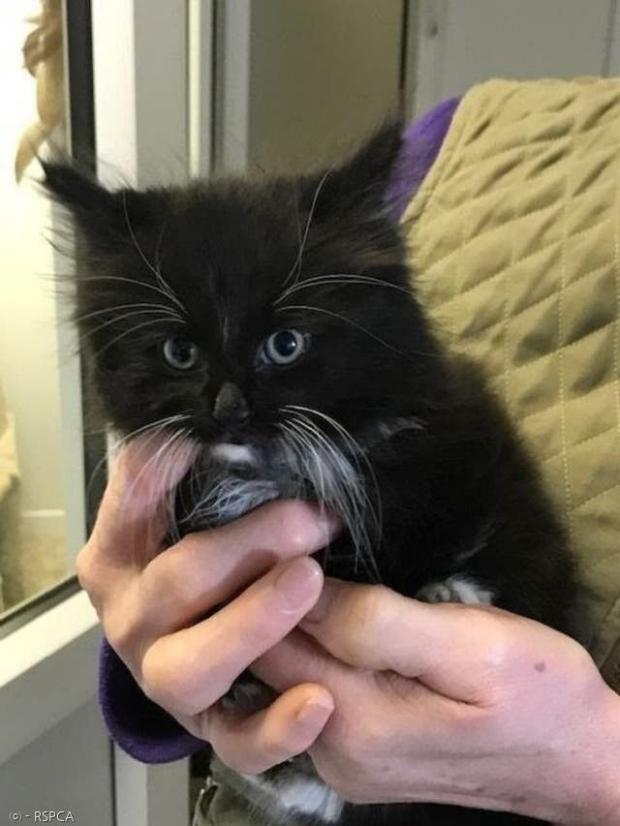 RSPCA는 링고의 집사를 찾고 있다.