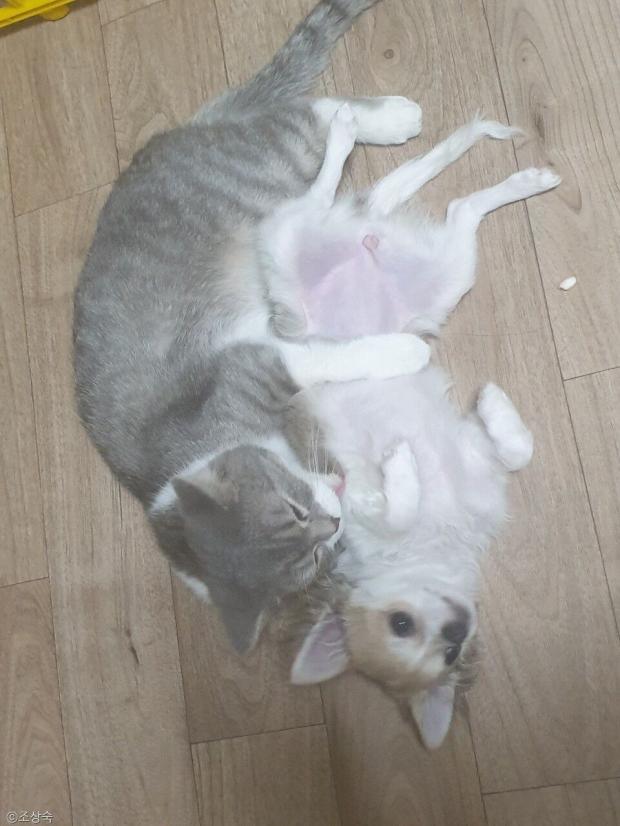 ⓒ노트펫