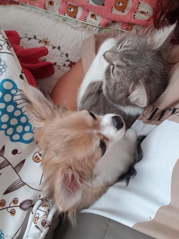 ⓒ노트펫