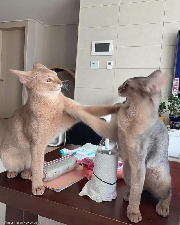 ⓒ노트펫