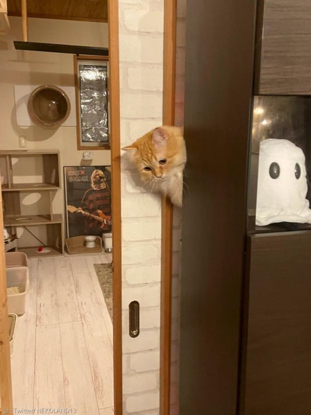 고양이 엠마가 벽과 TV 장식장 사이에 끼었다. [출처: Twitter/ NEKOLAND13]