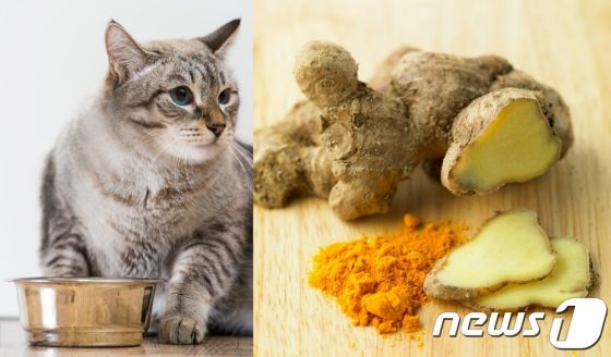 카레 만드는 강황이 고양이 다이어트 사료 된다고?