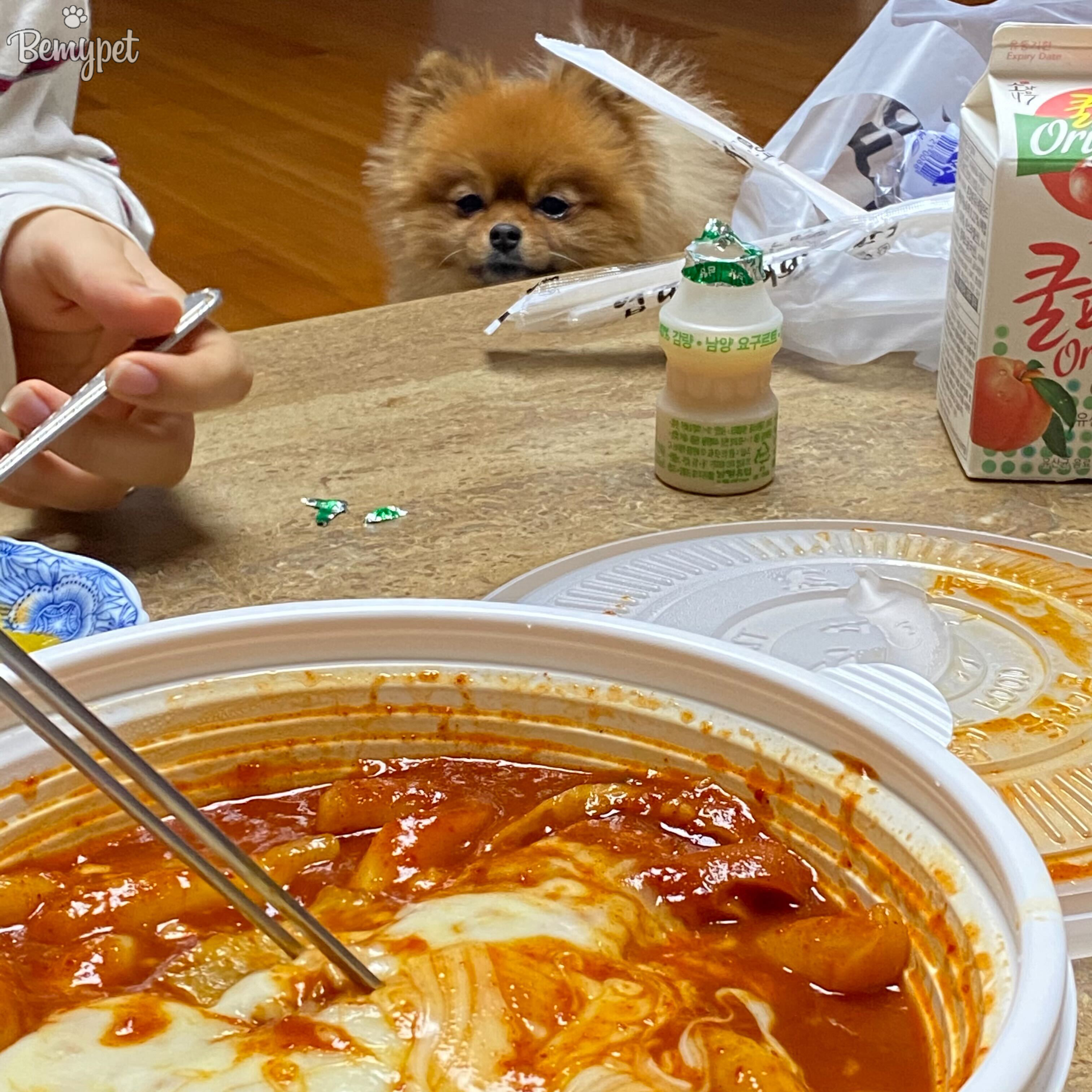 강아지 한 입만