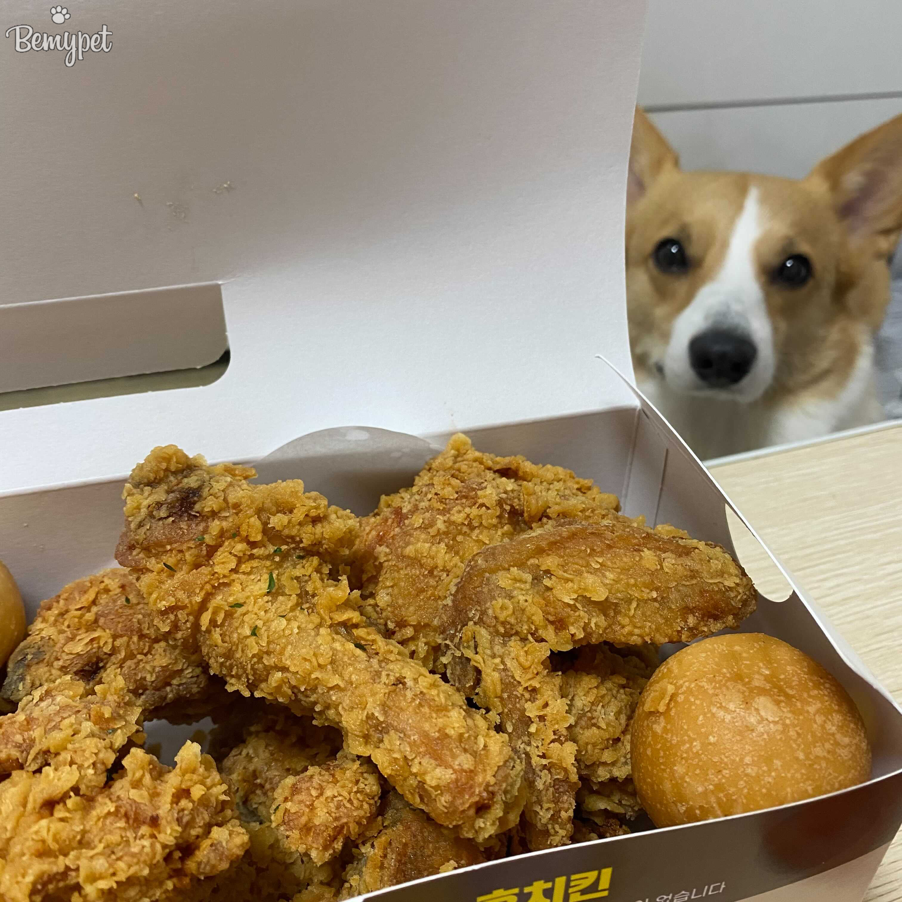 강아지 한 입만