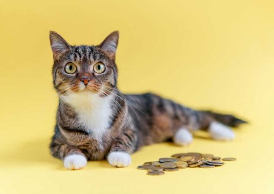 【일본통신】(57)”돈 많이 들어요”…냥이 집사들의 지갑 관리법