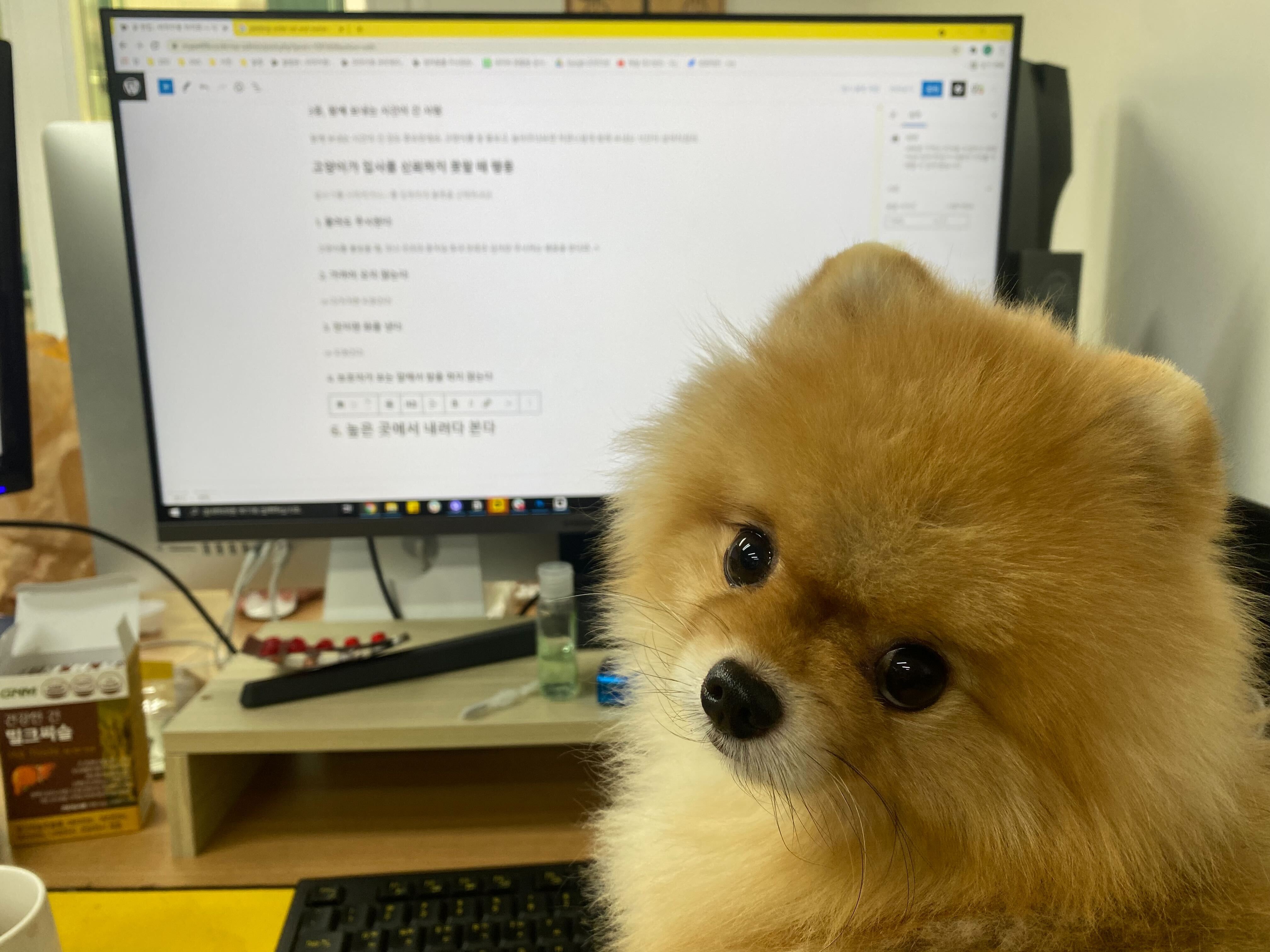 귀여운 포메
