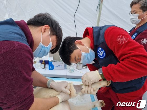 국경없는수의사회, 동물보호소 봉사활동…박수홍도 참석