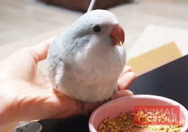 뽀또가 저희 집에 온 첫날의 모습입니다.완전 아가입니다 :)