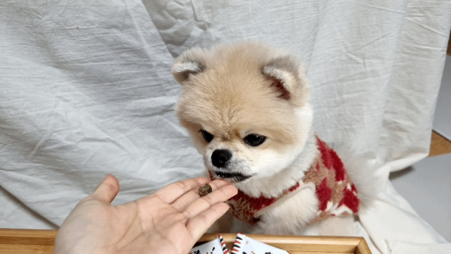 건강한 강아지 간식