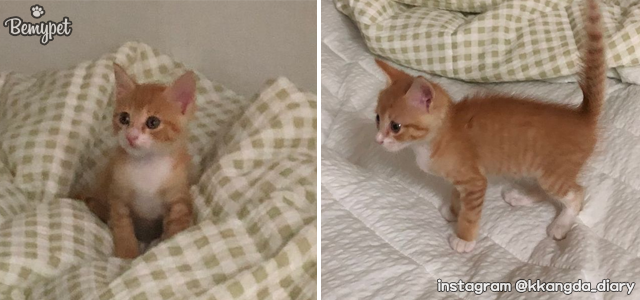 아기 고양이 구조