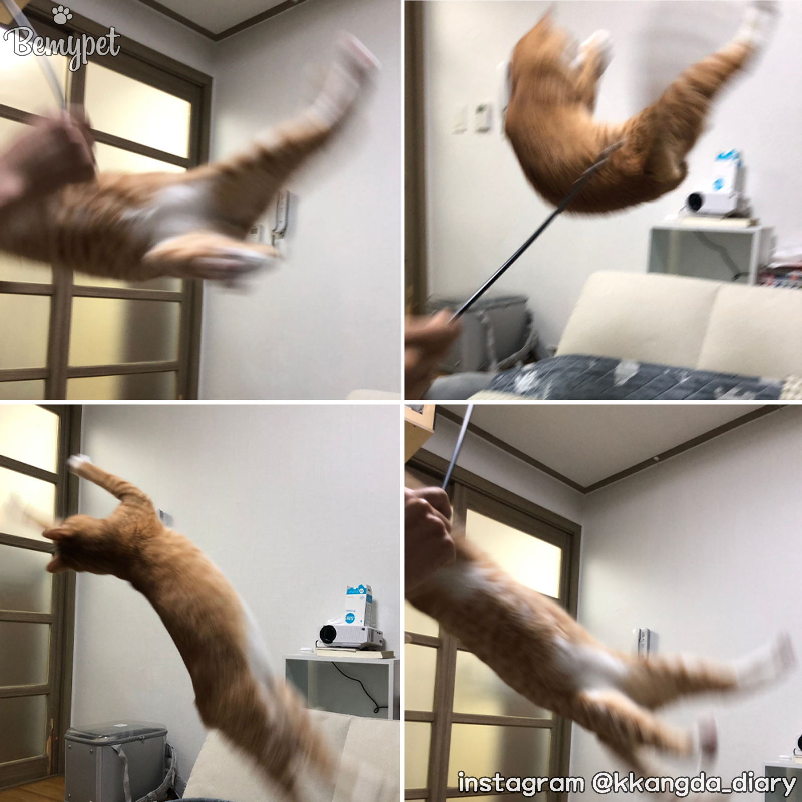 캣초딩