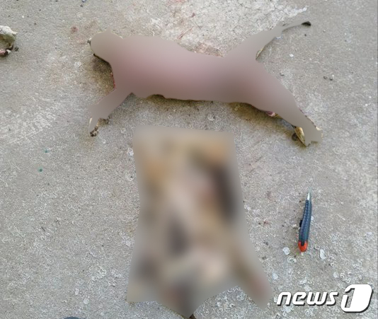 포항 호미곶 폐양식장서 훼손된 길고양이 사체 5~7구 발견