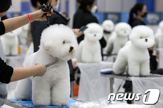 반려동물용 기능성 사료 특허출원 10년간 연평균 37%↑