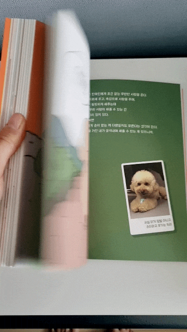 강아지 외개인