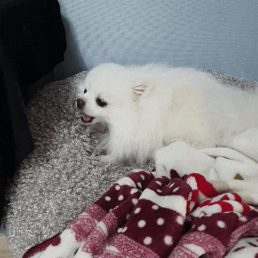 강아지 피부 영양간식