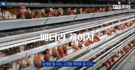 외국은 닭 케이지, 돼지 스톨 금지했는데 우리는…